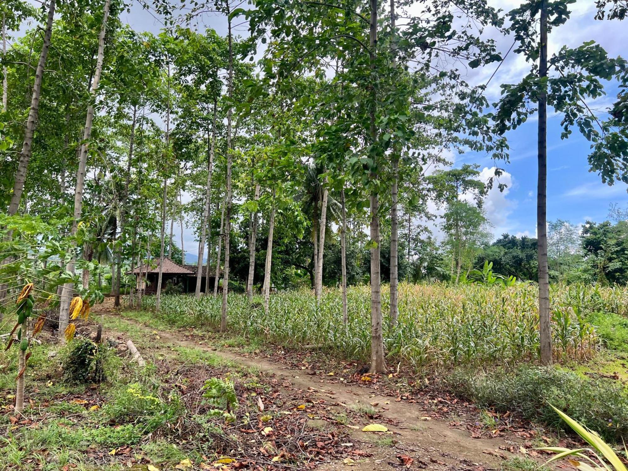 Pohon Purba Resort & Restaurant Labuhan Pandan Esterno foto